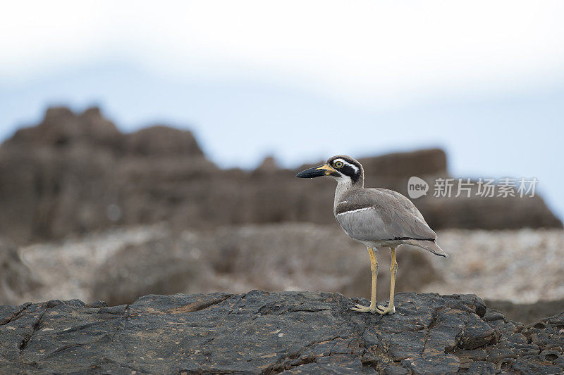 海鸟:成年沙滩粗膝鹬，又称沙滩石鹬(Esacus magnirostris)。